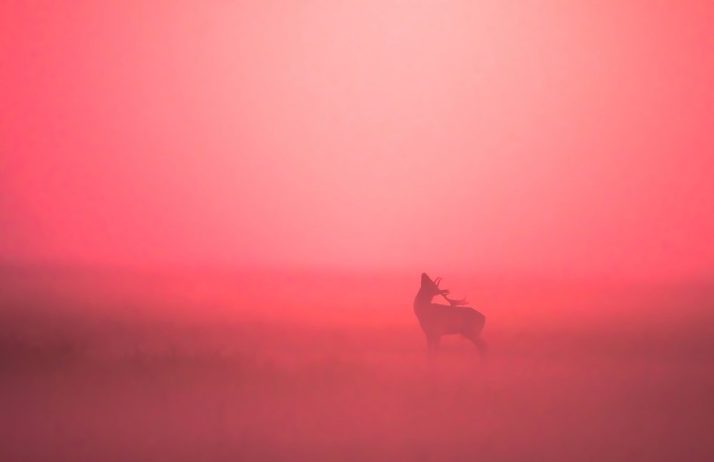 Photograph by Adrian LUPSAN