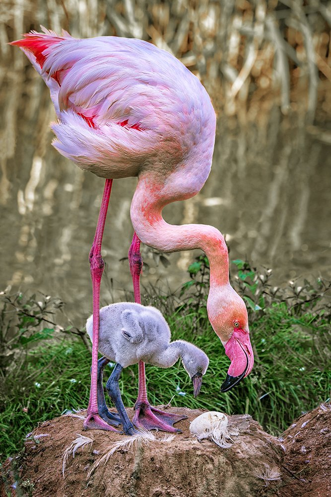 Flamingo family
