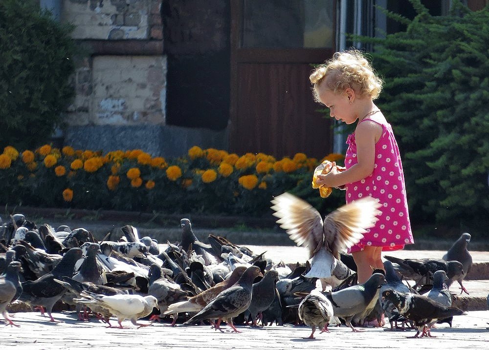 Девочка кормит голубей