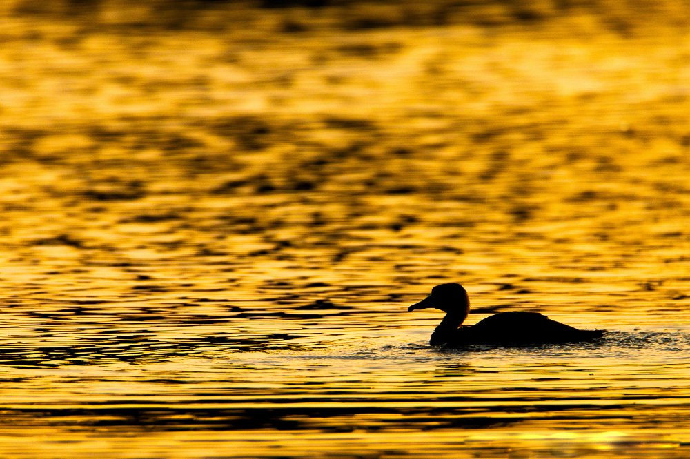 Photograph by Signan varghese