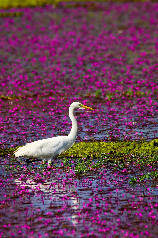 Photograph by Signan varghese