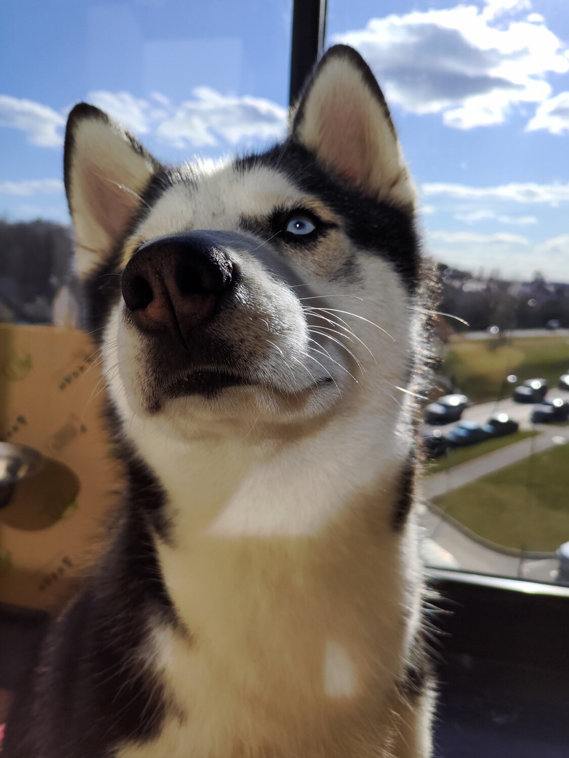 husky