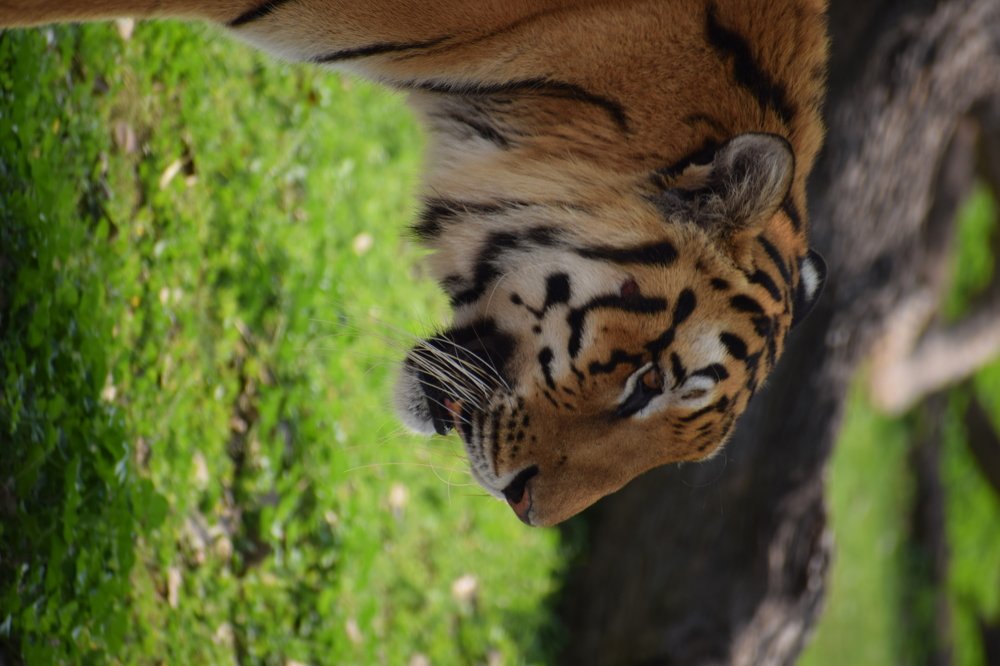 Photograph by Amit Singla