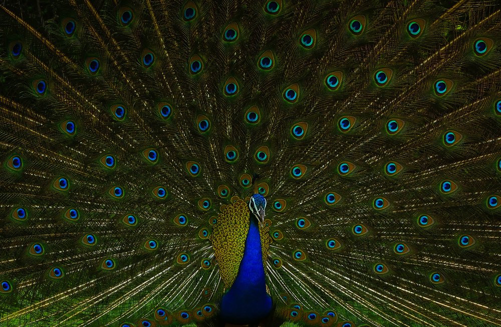 Фотография автора Ishan Vora