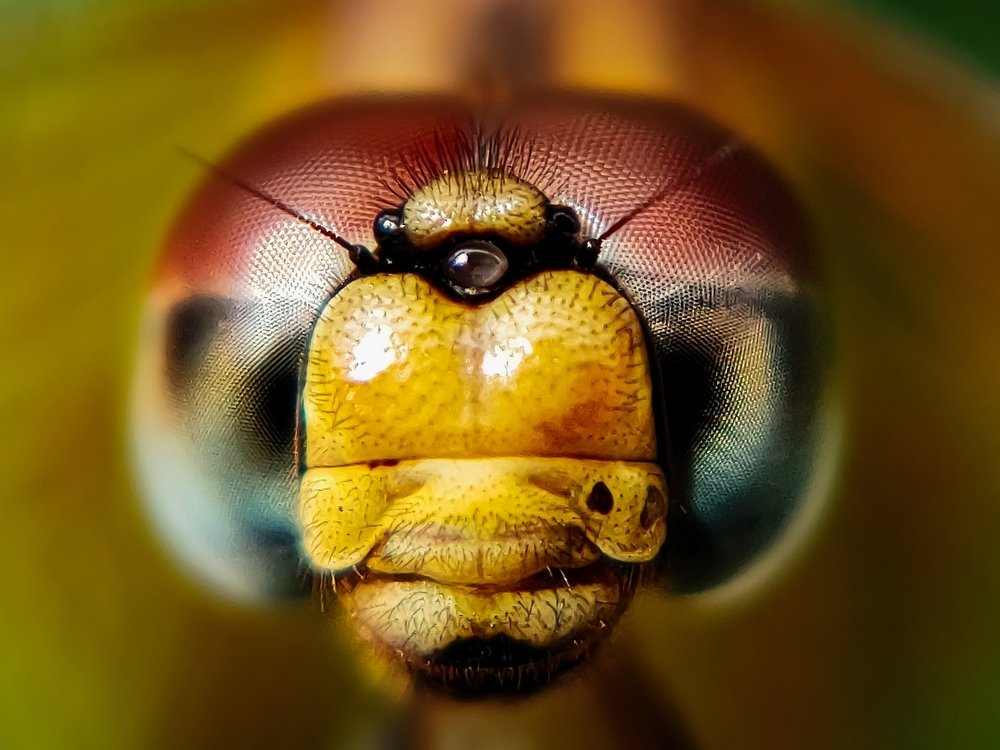 Face