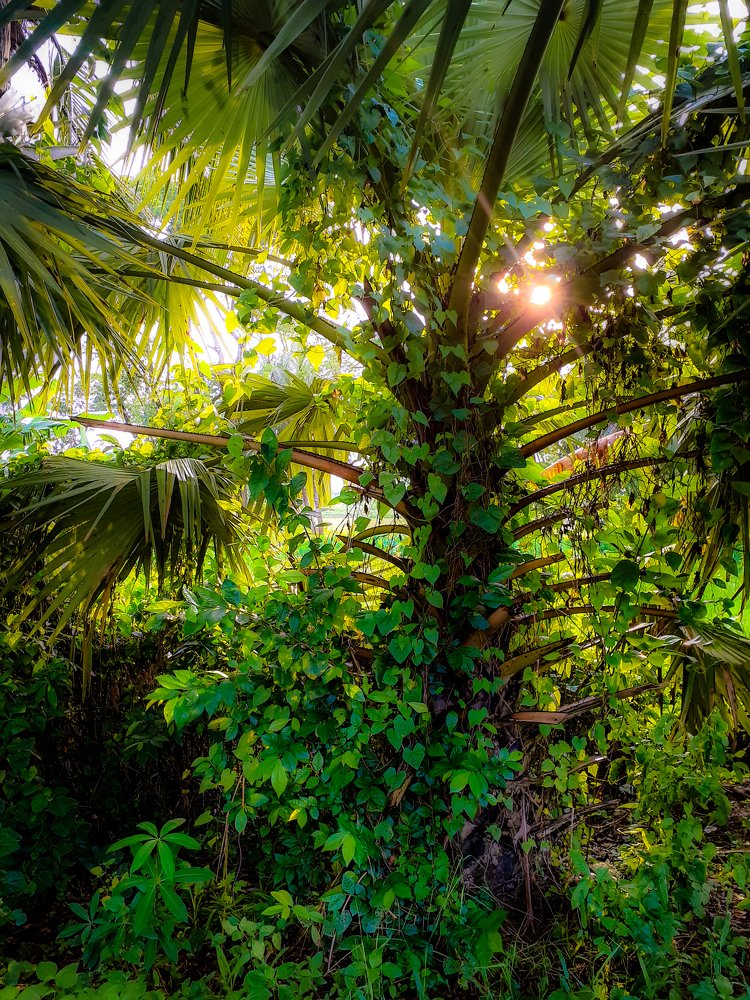 Photograph by Ferdous Nahid