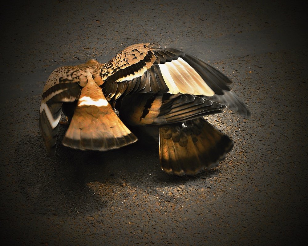 Photograph by Jaroslav Sameš