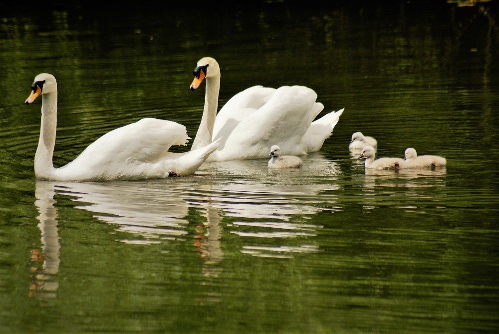 Photograph by Kálmán Rádai