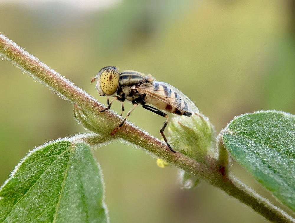 Syrphid Fly
