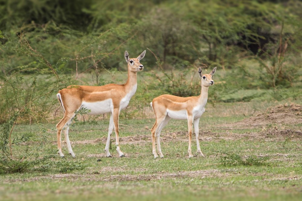 Photograph by mayur shrimali
