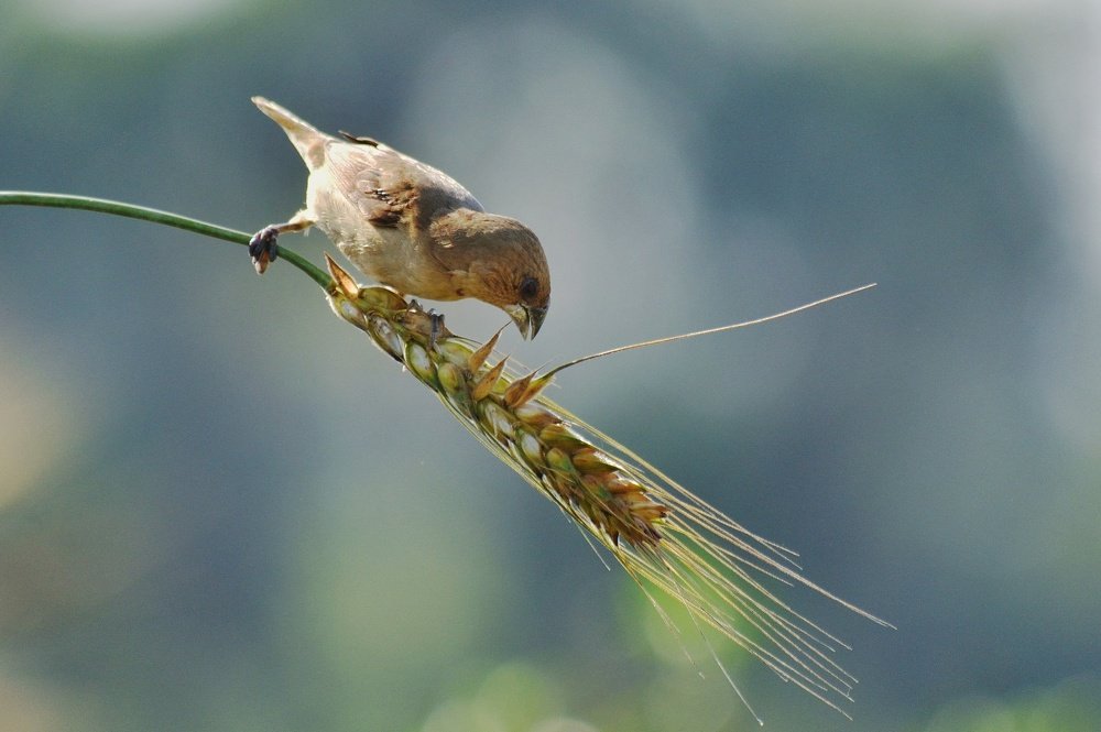 Photograph by MD AKBAR HOSSAIN Akbar