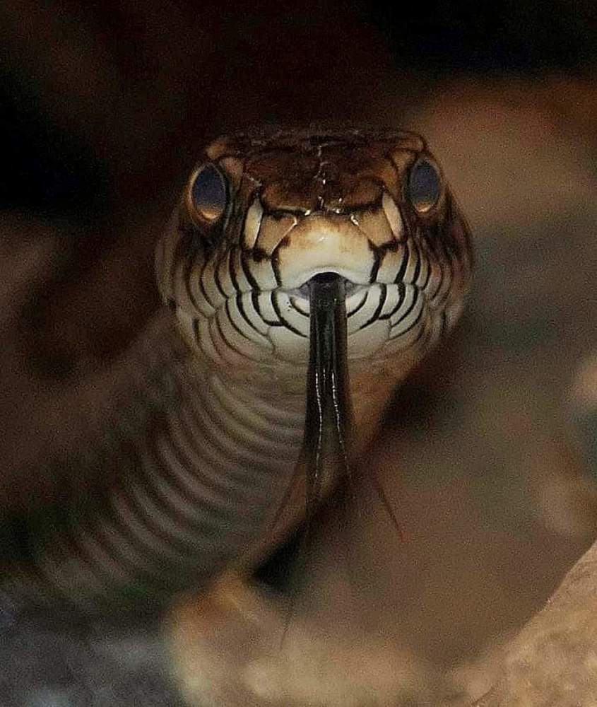 Alert......iam comming.....