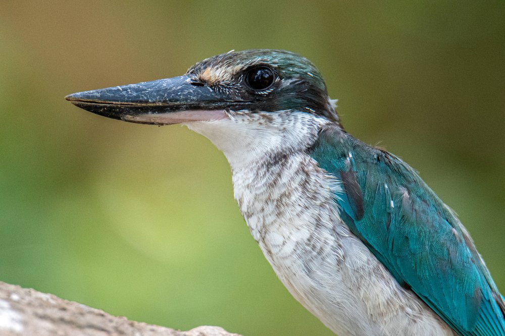 Turquoise Color or Refraction of Wavelengths