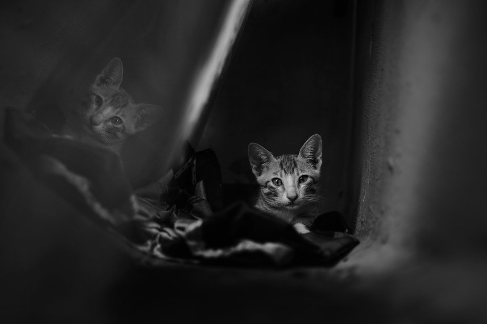 Photograph by Shubham