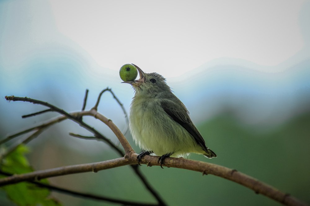 Photograph by Ajith Sivadasan