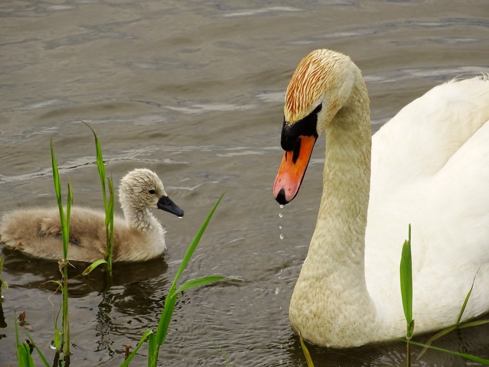 Фотография автора Remus Lucescu