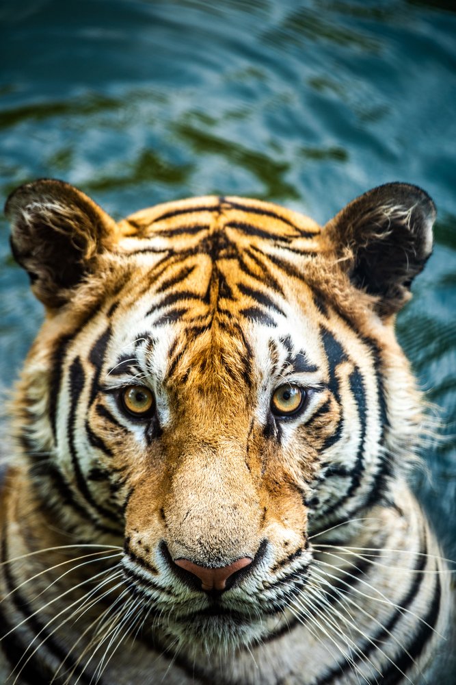 Photograph by Nazmul Hossain