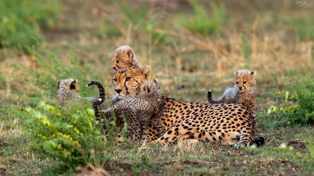 Photograph by Thejaswi