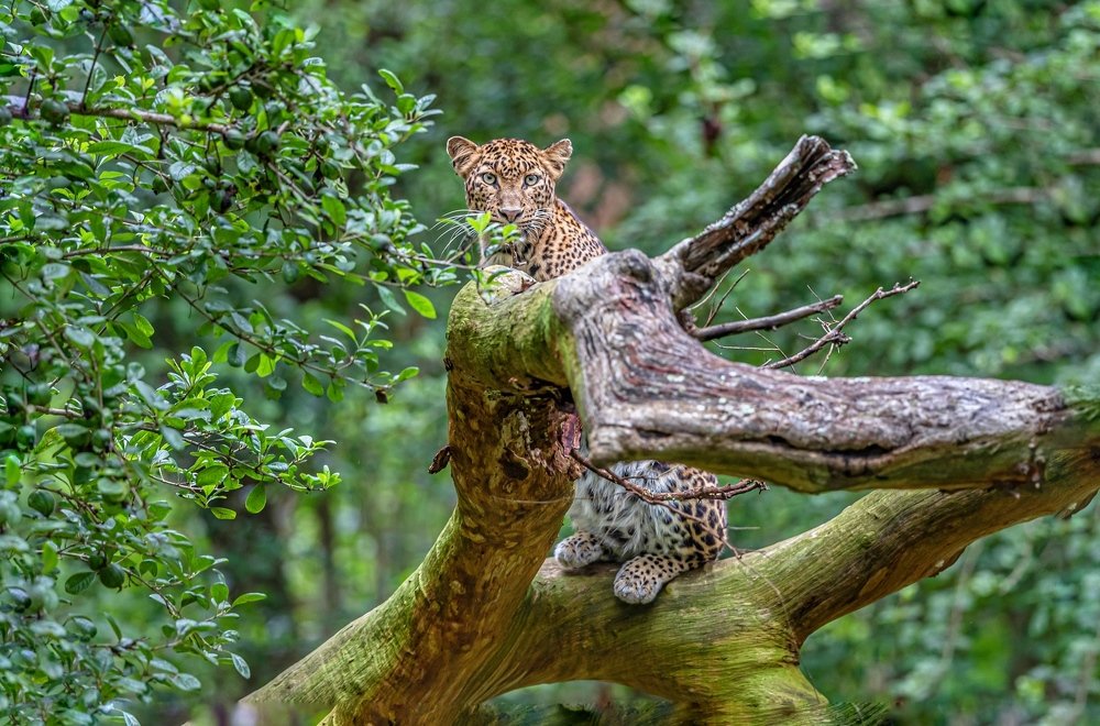 Photograph by Lionel falcao