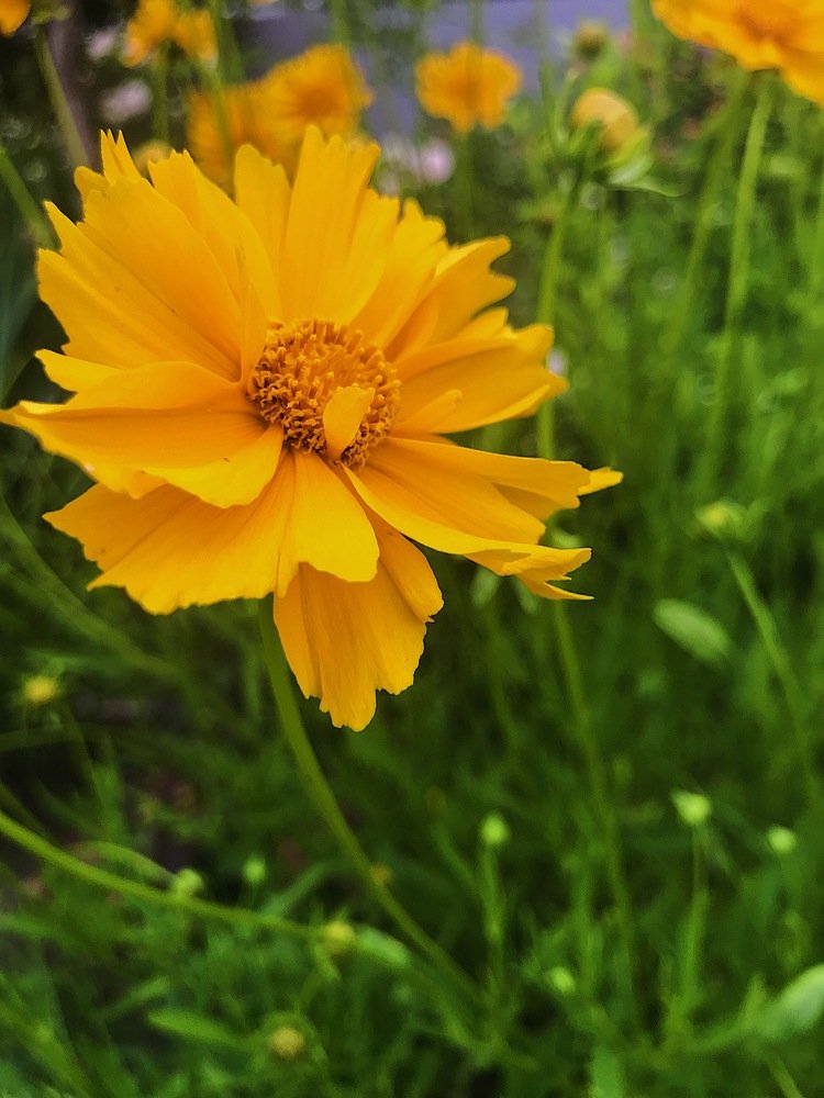 Фотография автора AnnA Shchegrinets