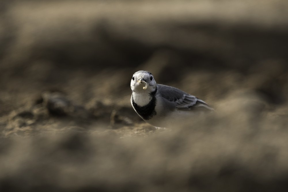 White Wagtail In A Farm Land Of the Kingdom Of Bahrain