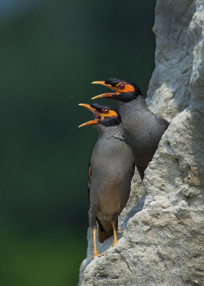 Photograph by Biplab das