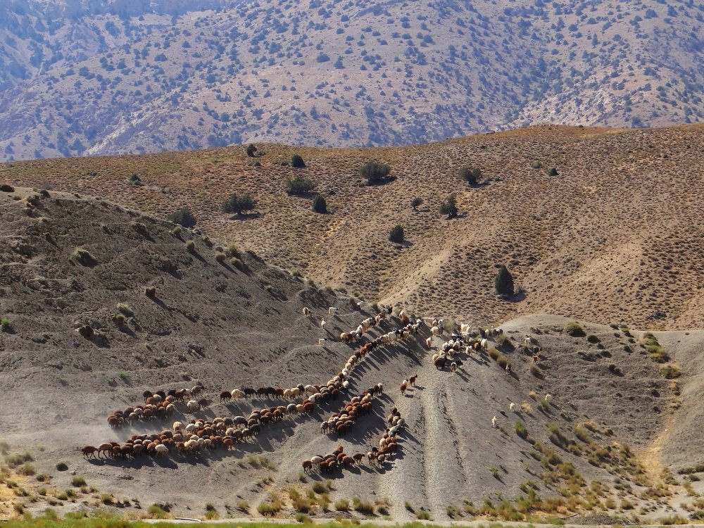 Sheep herd