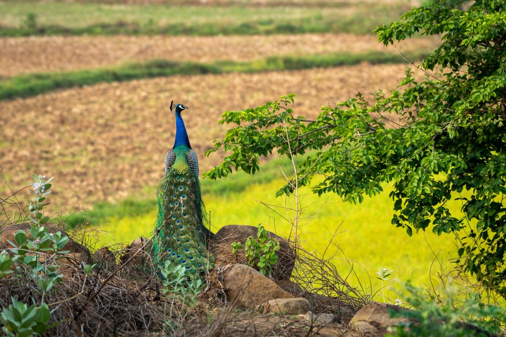 Wild Princess of Kerala -  India