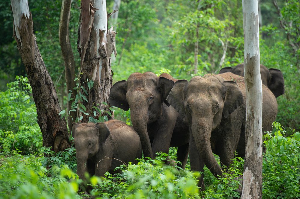 An Elephant Family passing in the  Kabini Rain Forest - INDIA