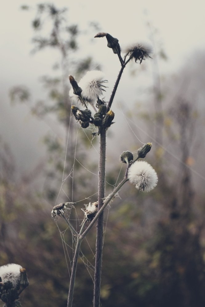 Photograph by Валентина Новобранец