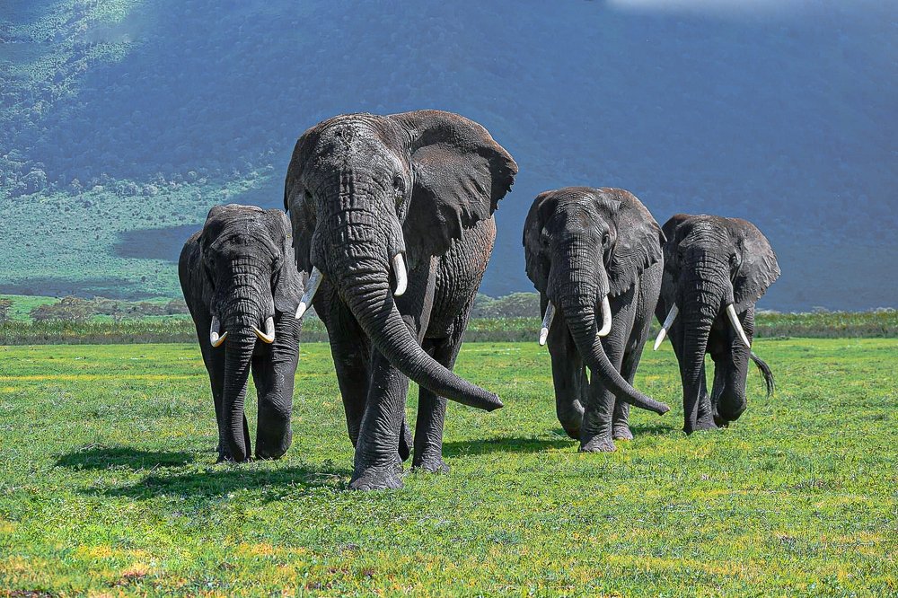 Photograph by Emanuel Mollel