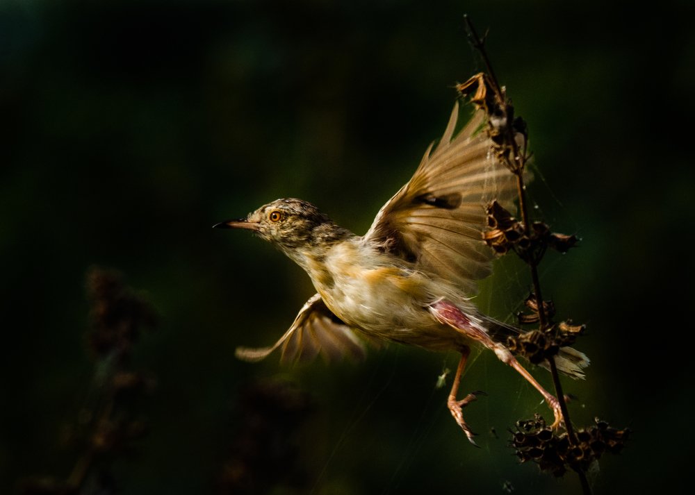 The Ballet of Prinia