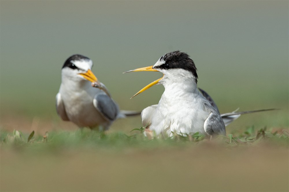 Little Terns Male Feeding Female and Raising Their Chick