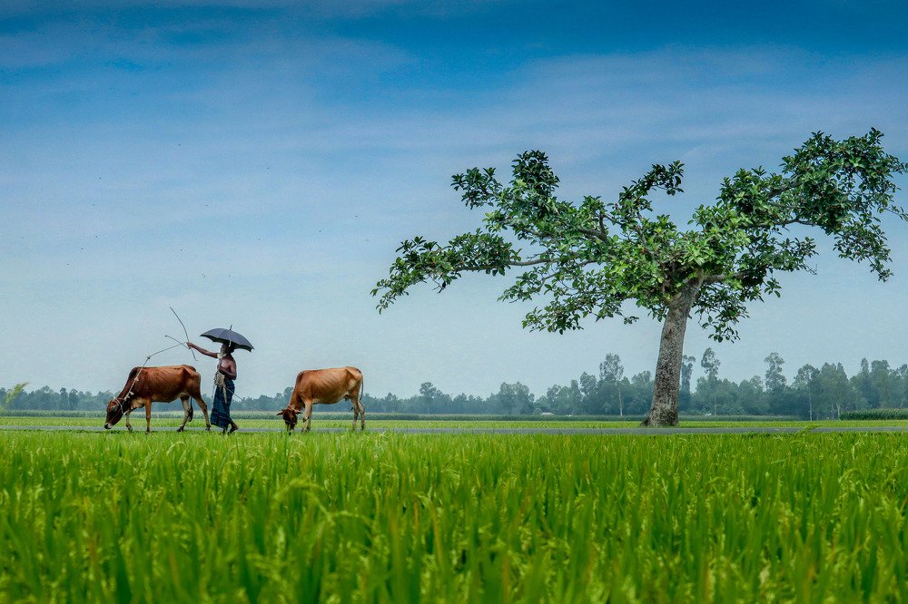 Photograph by MD. amirul Islam