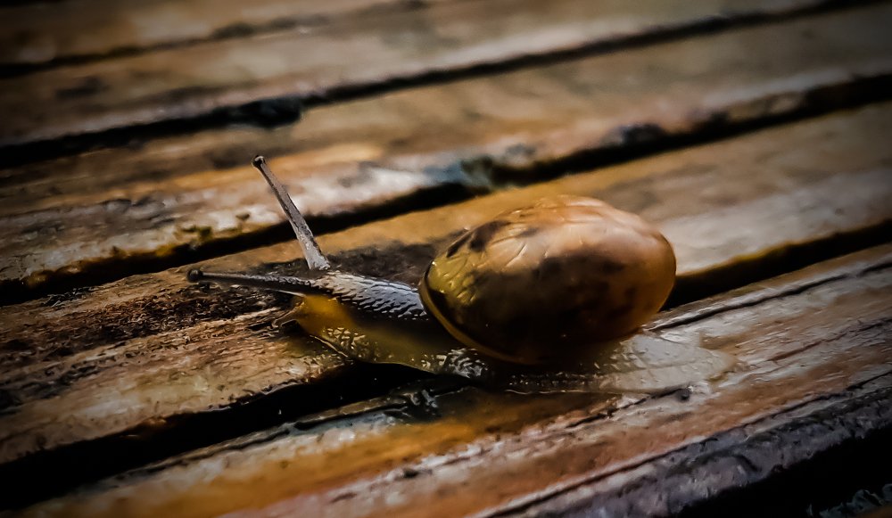 Photograph by Ray Snider