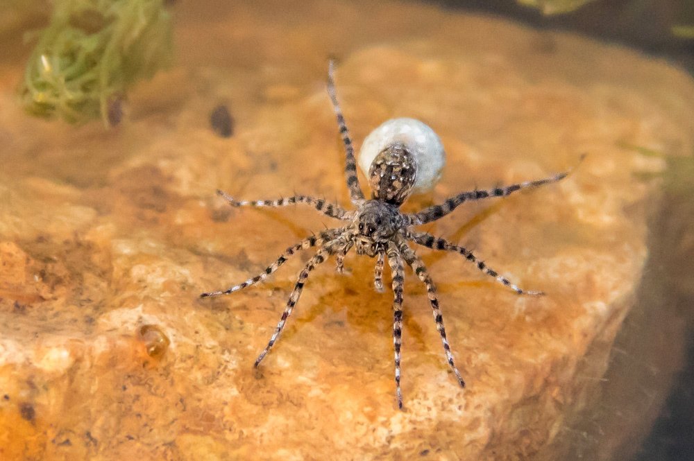 Фотография автора Ismail SAIDI