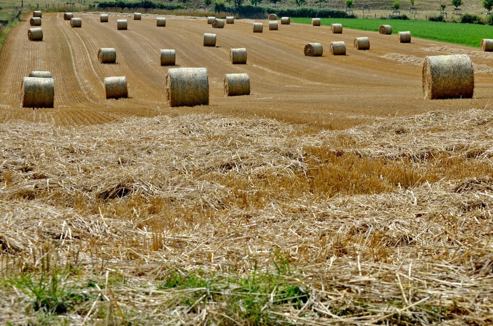 Photograph by Marzio Fattorini