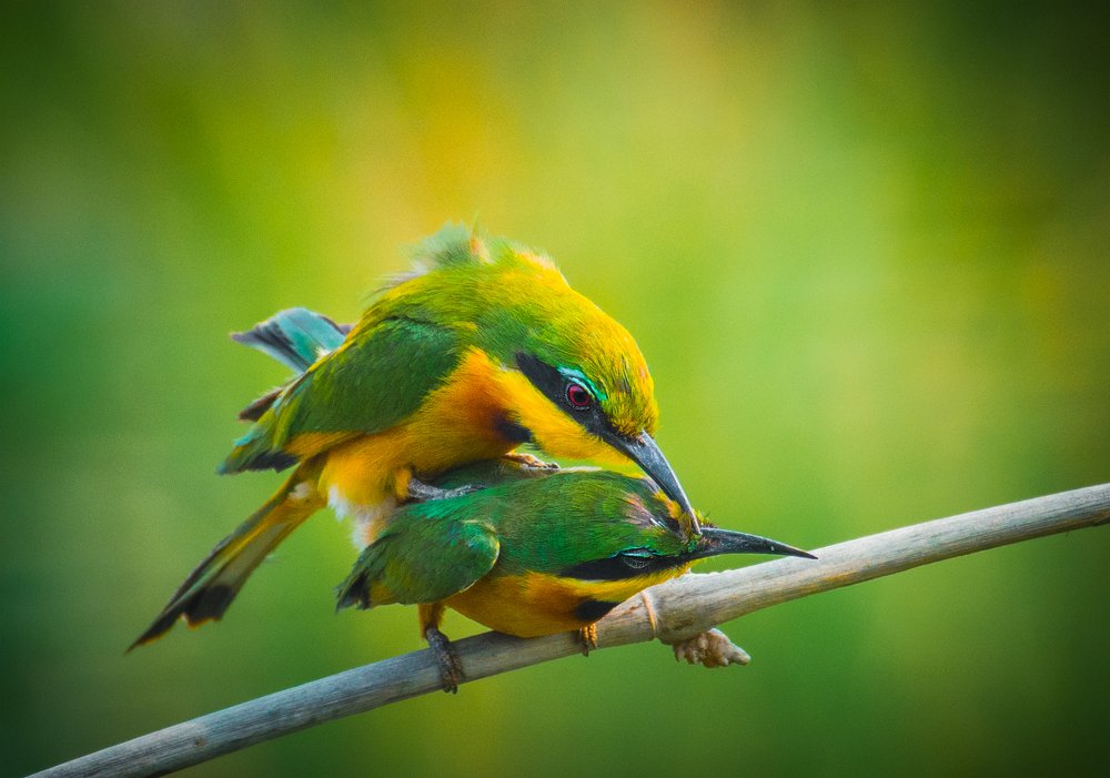 LITTLE BEE-EATER
