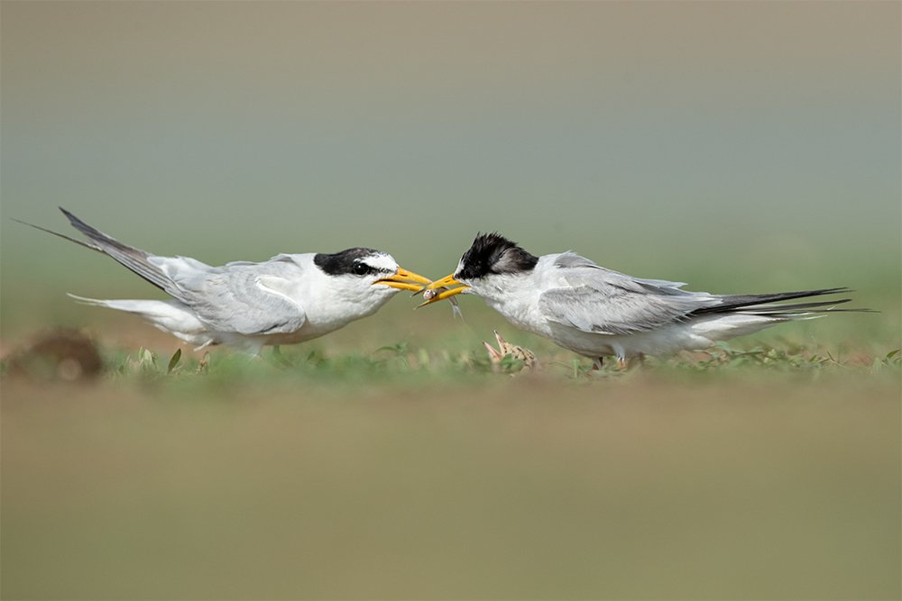 Little Tern Couple with their Chick