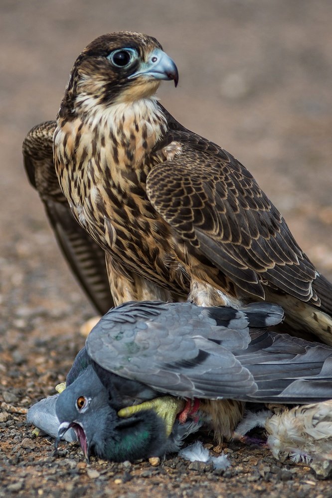 Photograph by Mohammed Elamine Belkhir