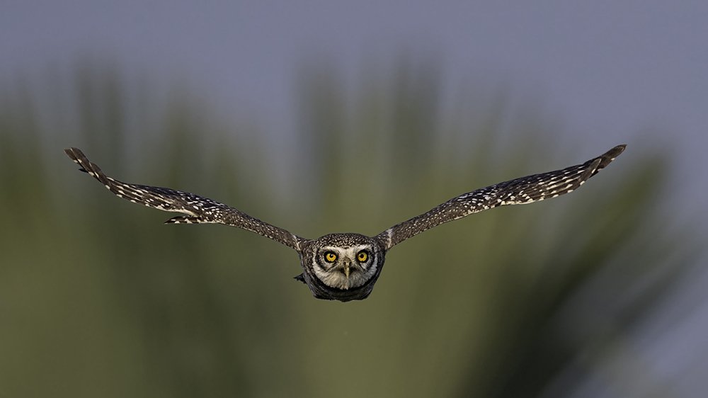 Spotted Owlets Family