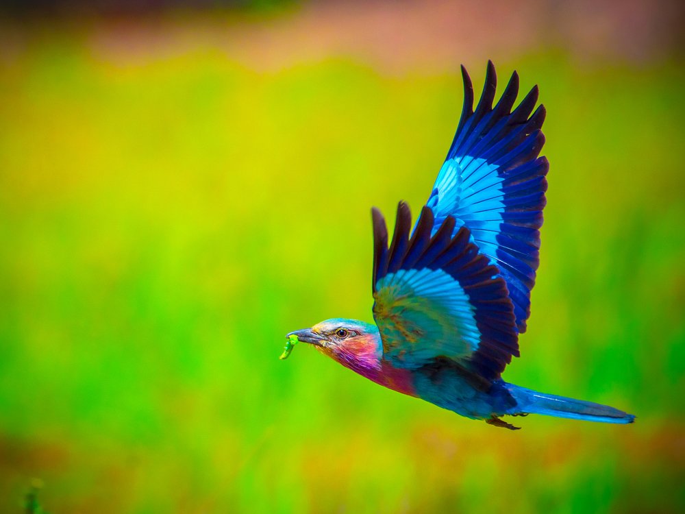 Photograph by Kirkamon Cabello