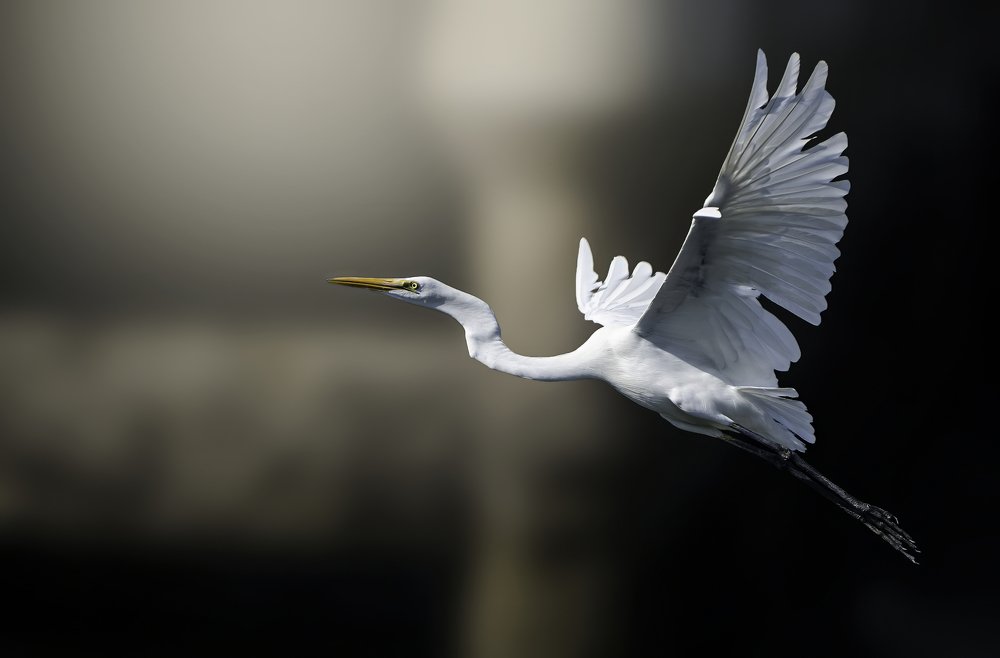 Photograph by Jean pierre