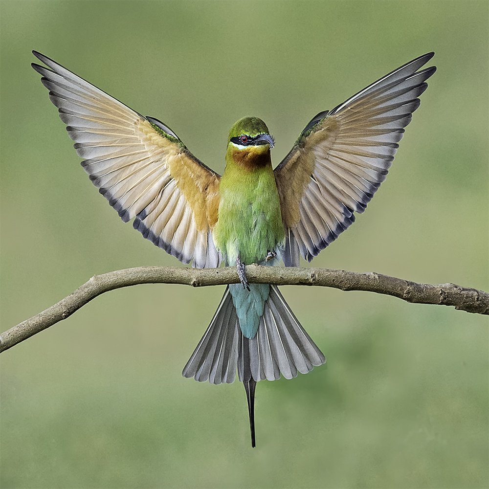 Blue-tailed Bee-eater landing
