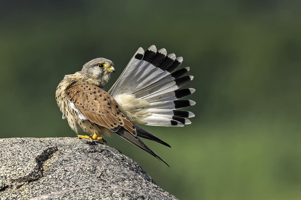 Common Kestrel Male preening its feathers