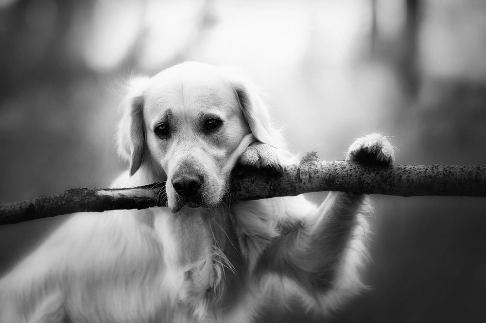 Фотография автора Sophie Kozlova