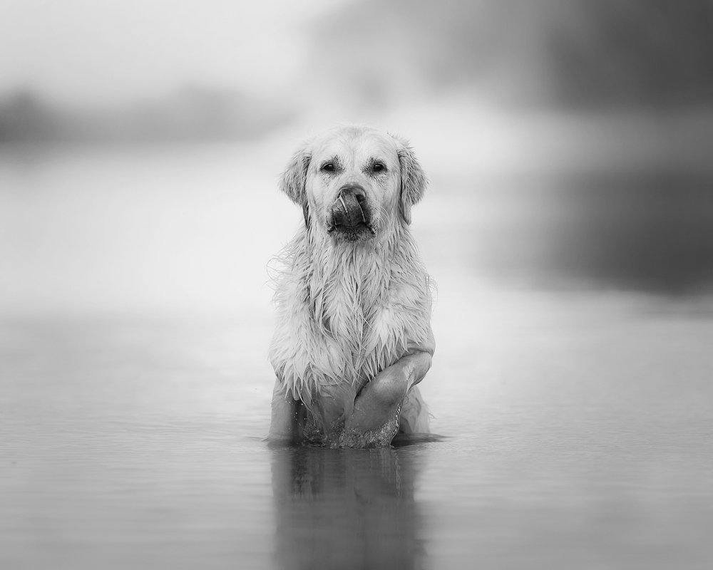 Фотография автора Sophie Kozlova