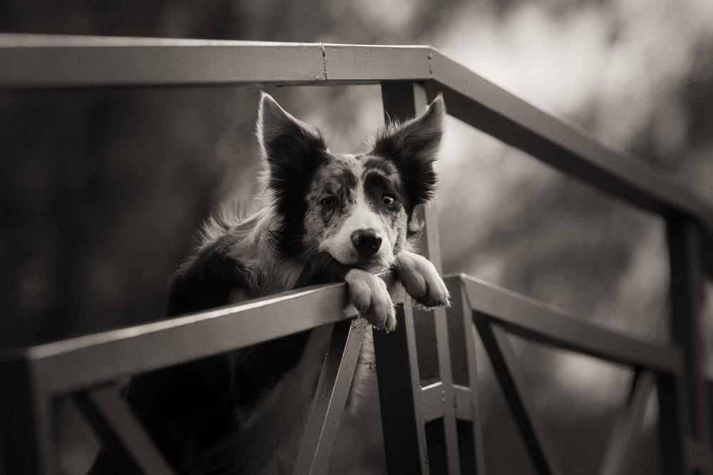 Фотография автора Sophie Kozlova