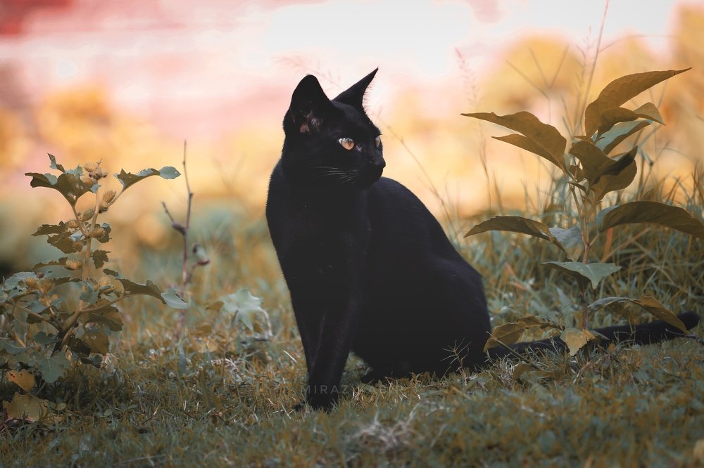 A black cat with hunter look
