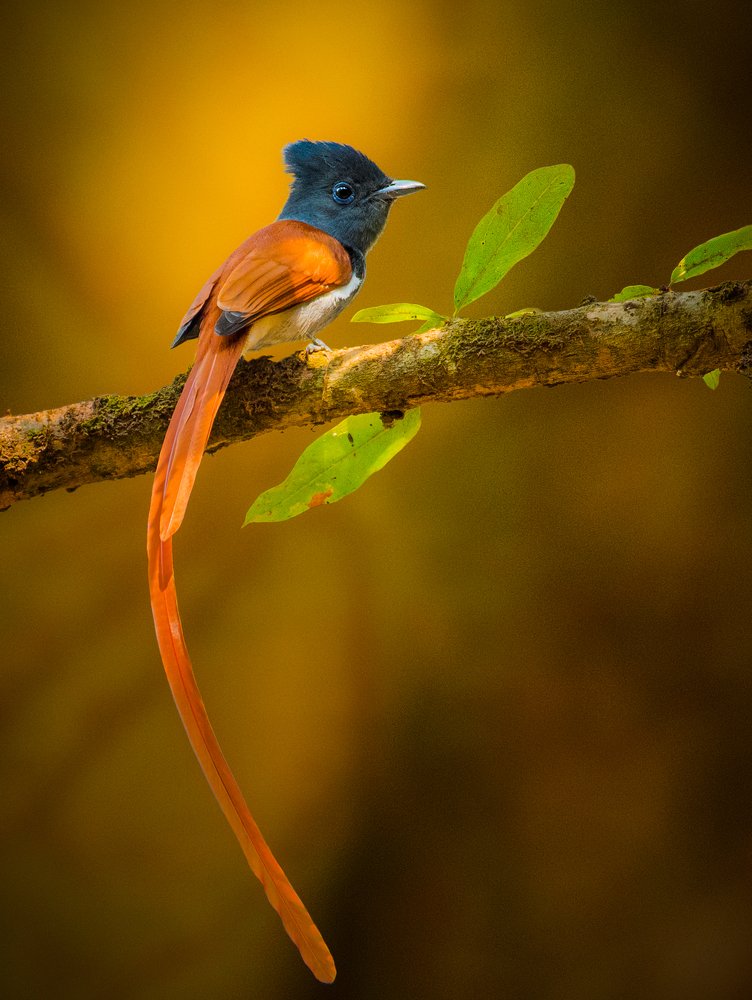 Paradise Flycatcher